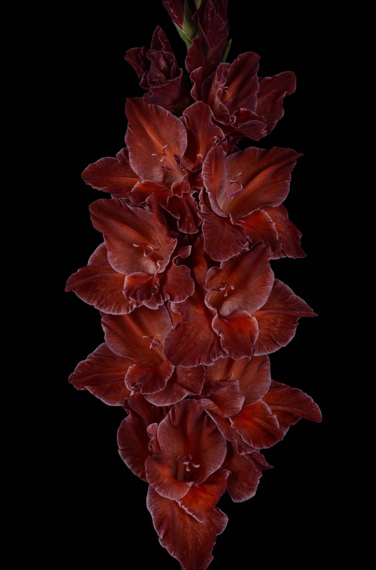 Гладиолус крупноцветковый Старый Саквояж